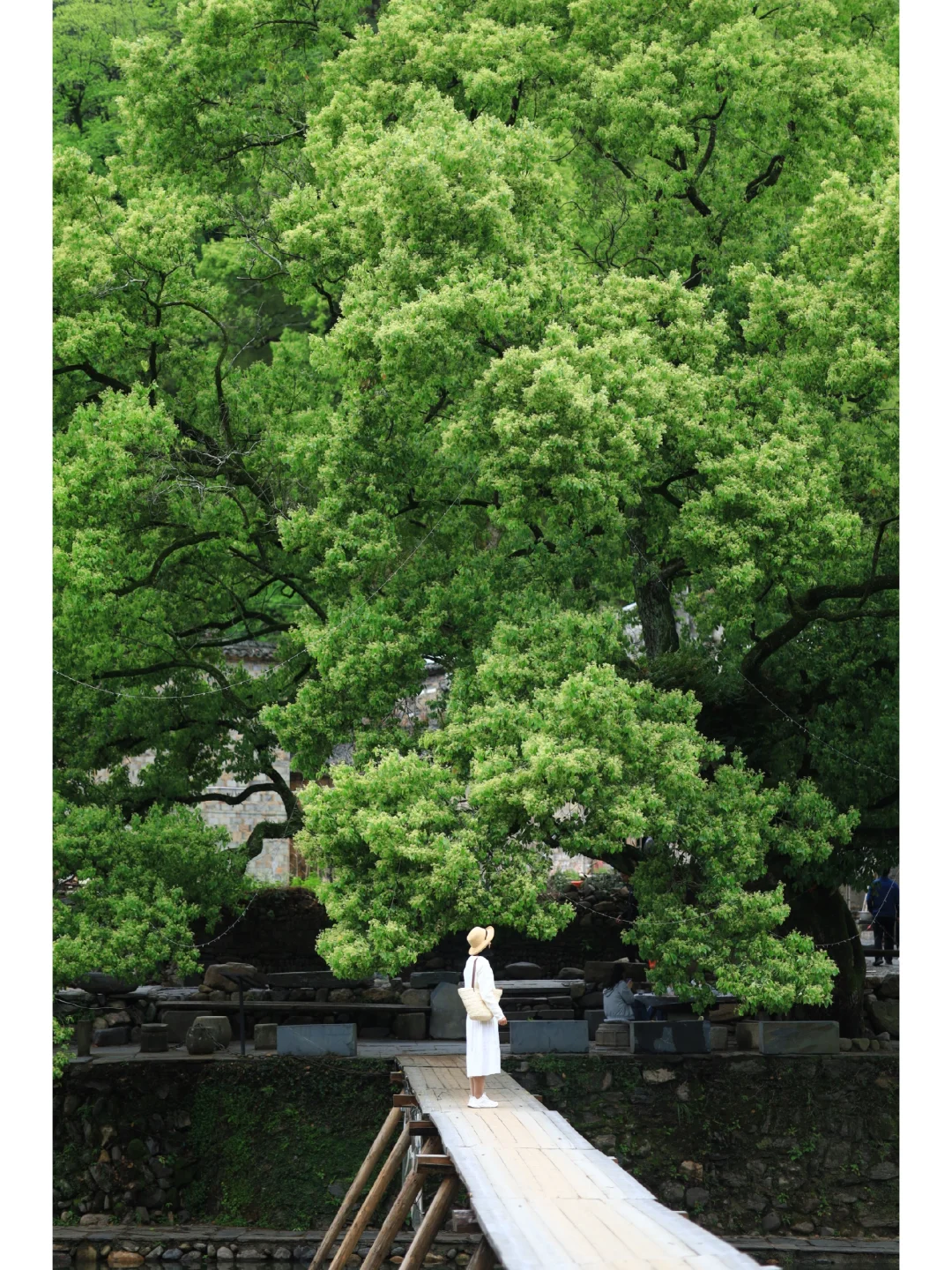 不输乌镇❗️周杰伦笔下的避世古镇，美成画