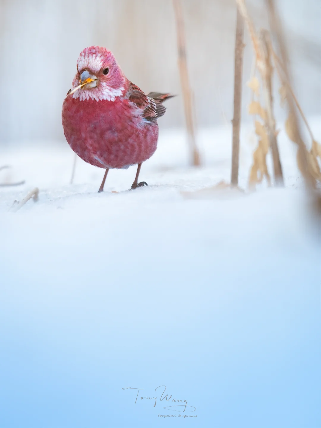 又到了草莓大福上市的季节🍓