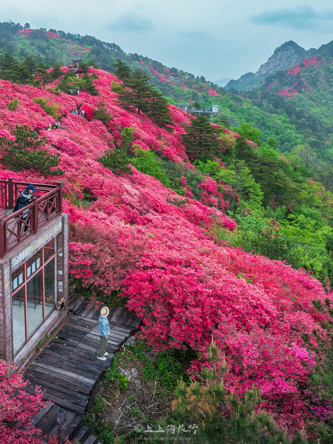 武汉2h｜被吉尼斯评为“蕞大古杜鹃群”有多美！
