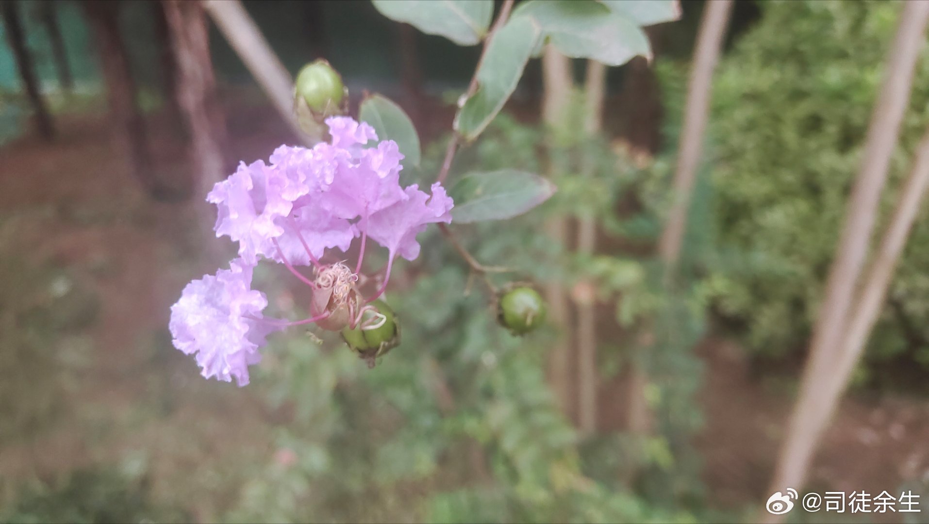 #生活手记# 8月23日的早晨，如果不出去走一圈的话，我几乎都忘了这是假期，所剩时日不多的假期、自己日思夜想的假期。
今天早晨听的歌居然是迟重瑞的《晴空月儿明》，舒缓的节奏、空灵的意境、佛系的歌词对于我今天早晨的运动来讲，居然成了副作用。没走几步就感到特别疲惫，歌没问题，沏壶茶边品边听 ​