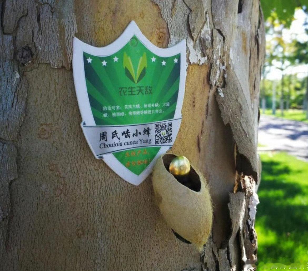 #北京释放7亿只小蜂治毛毛虫#看到“7亿只小蜂”第一反应还以为又来了一个新物种，结果是专门去收拾美国白蛾的😂 以虫治虫这思路倒挺有意思，人类天天研究怎么喷药，大自然最后一句：这活儿还是交给同行吧。 ​