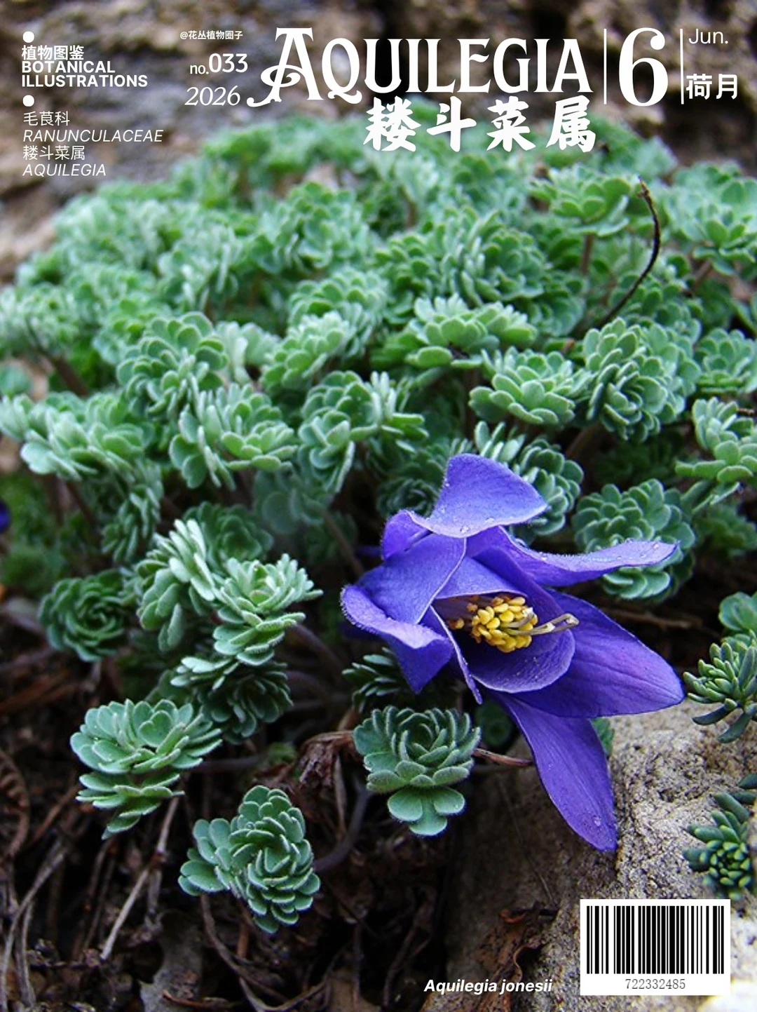 耧斗菜属Aquilegia下篇