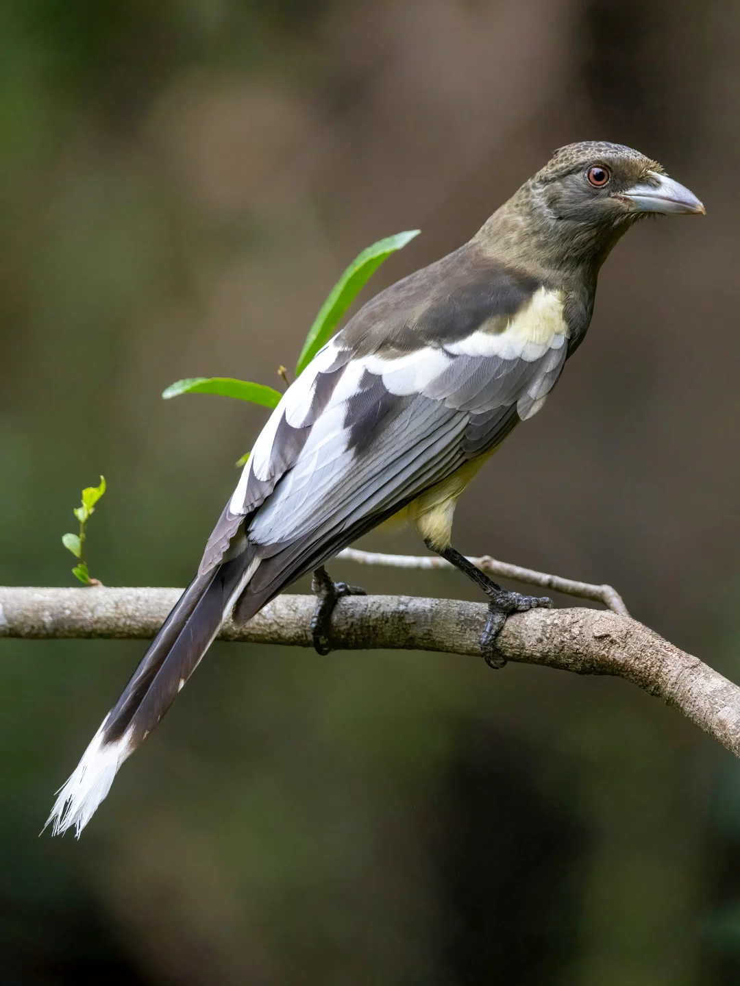 鸦科大佬也有沦为濒危的地步