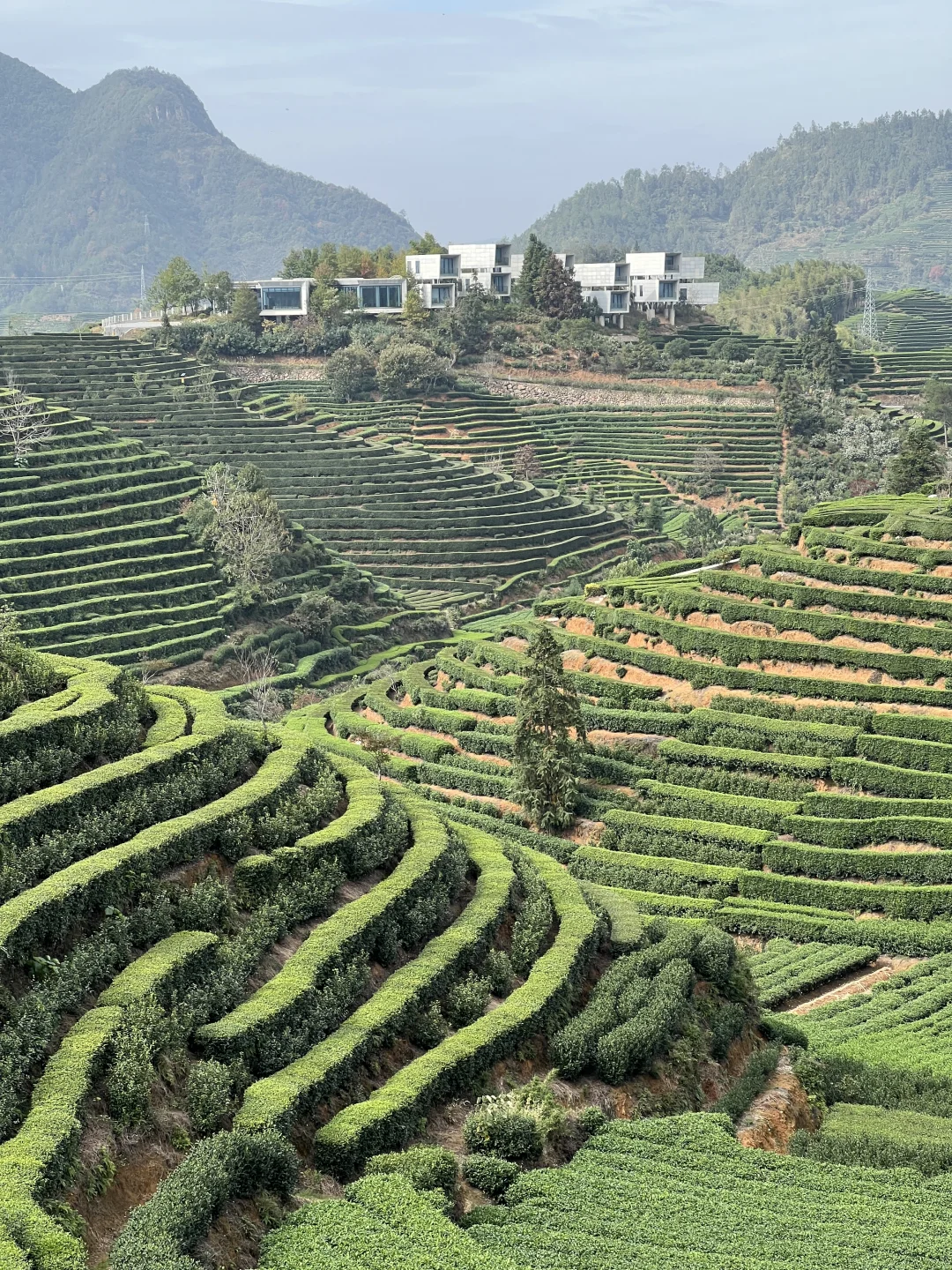 不得不说，丽水的茶山真的太适合徒步了