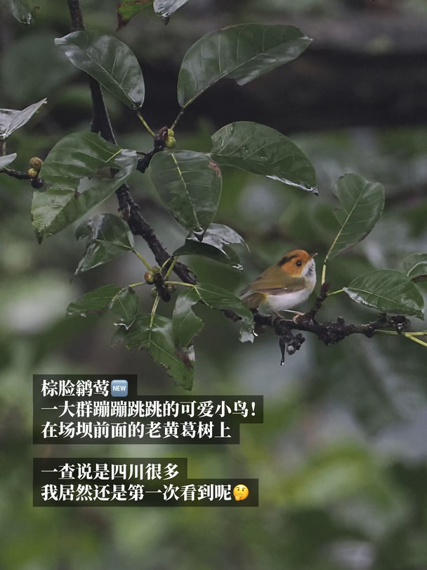 10.2-4 老家观鸟 秋天的老朋友和新朋友们