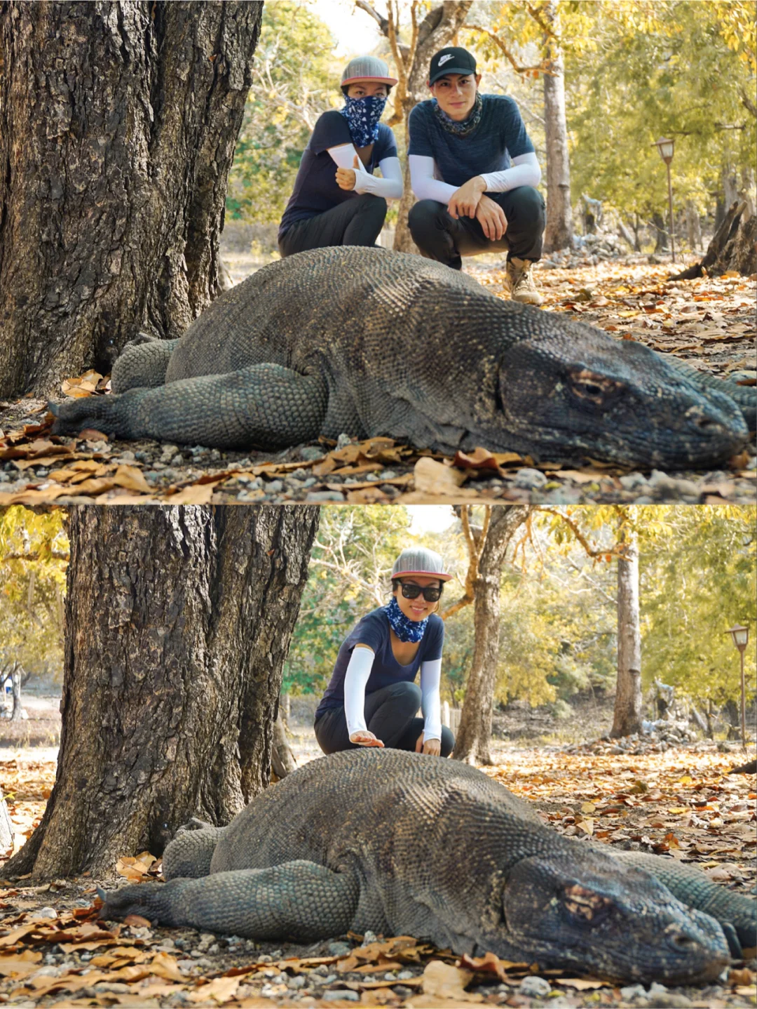 印尼🇮🇩·科莫多🦎看龙攻略｜推荐指数10颗星