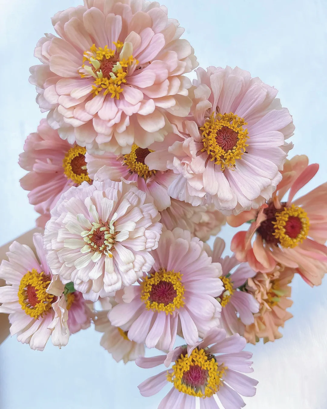 带你每天认识一种花材139｜粉色百日菊