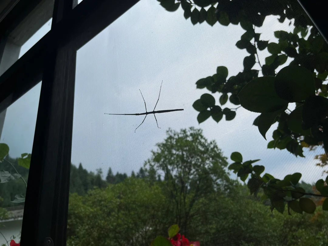 长得和树枝一模一样的虫🐛