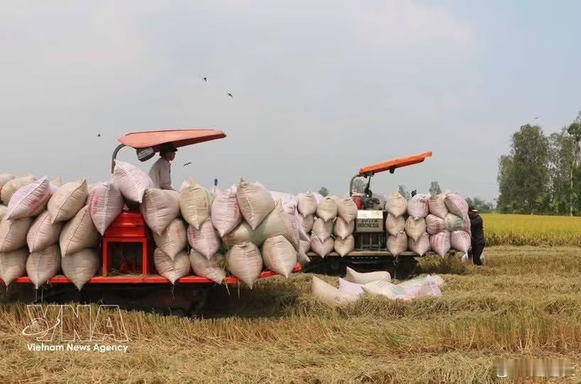越菲紧急会谈，保障大米供应链稳定 🇻🇳🇵🇭🌾
针对近期菲律宾对进口大米启动保障措施调查，越南工贸部牵头跨部门工作团于 8 月 19 日至 21 日赴菲举行紧急会谈，全力维护两国大米贸易红线！#越南大米# ​