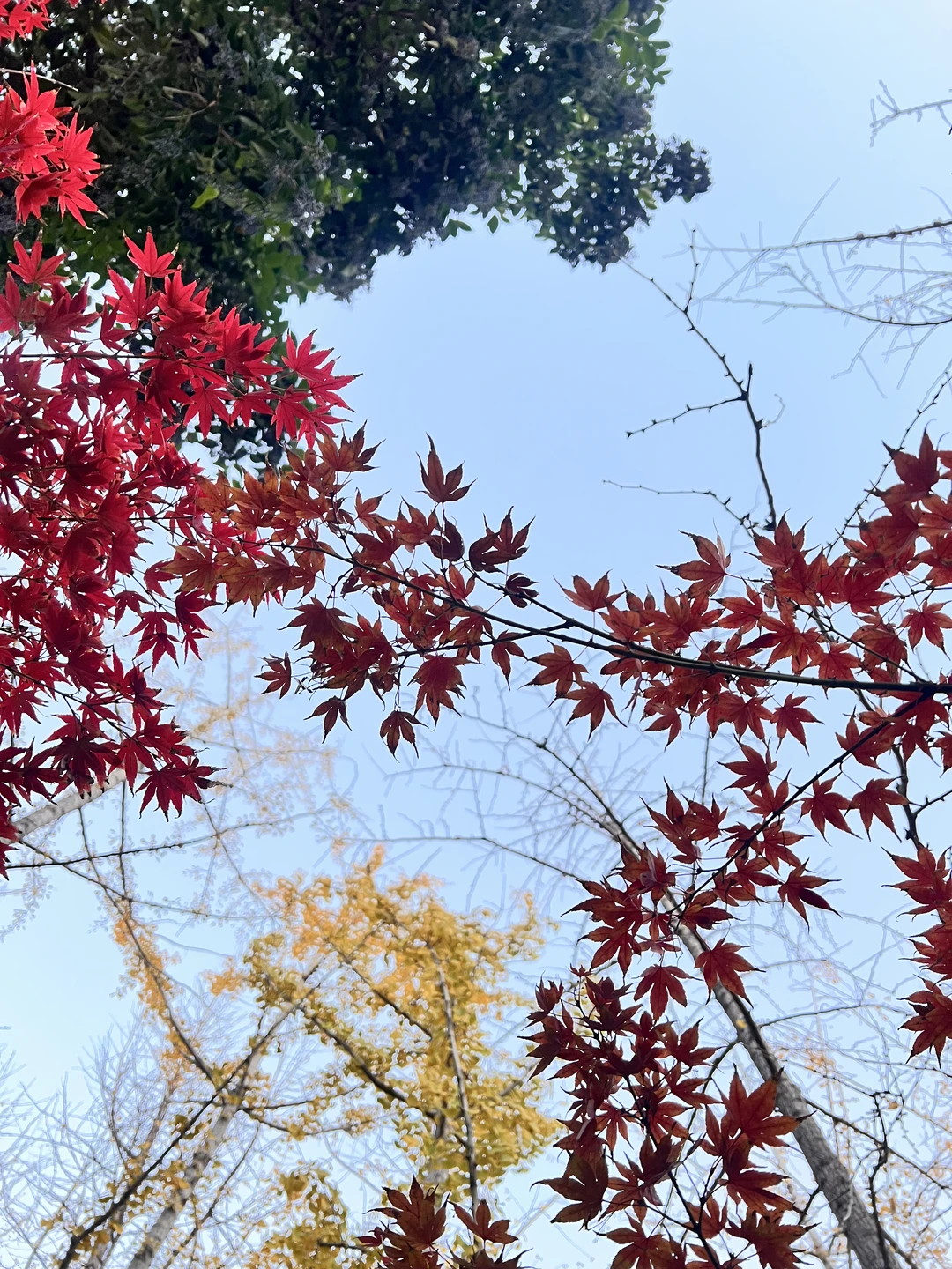 大自然是最美的的配色师🎨