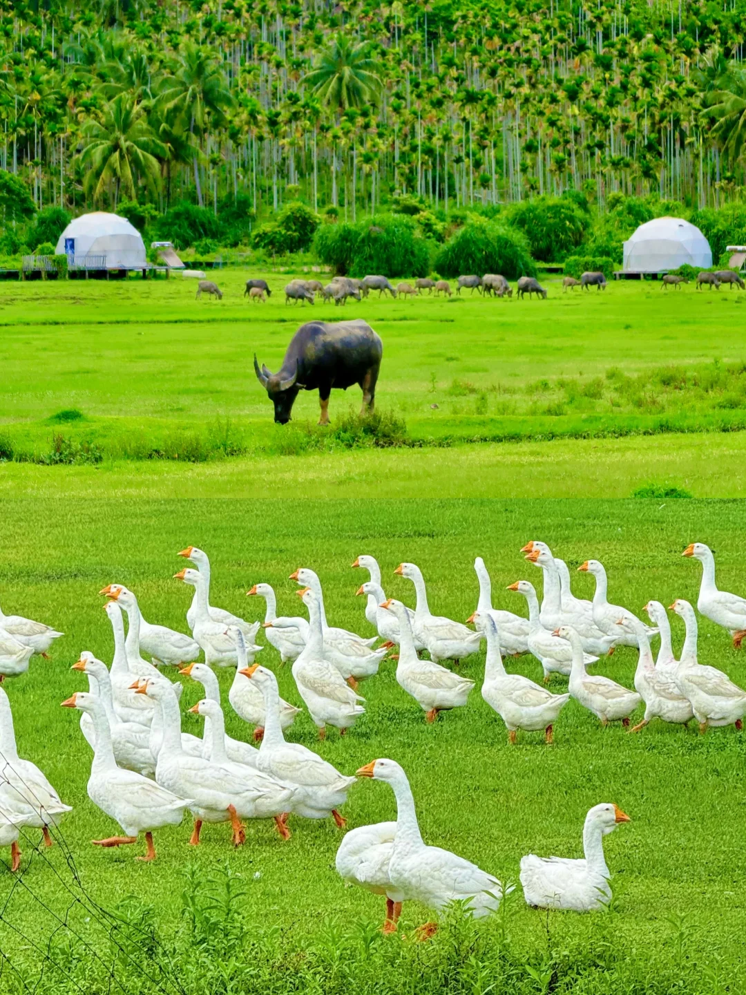 万宁神州半岛一日游已回🔥说说我的真实感受