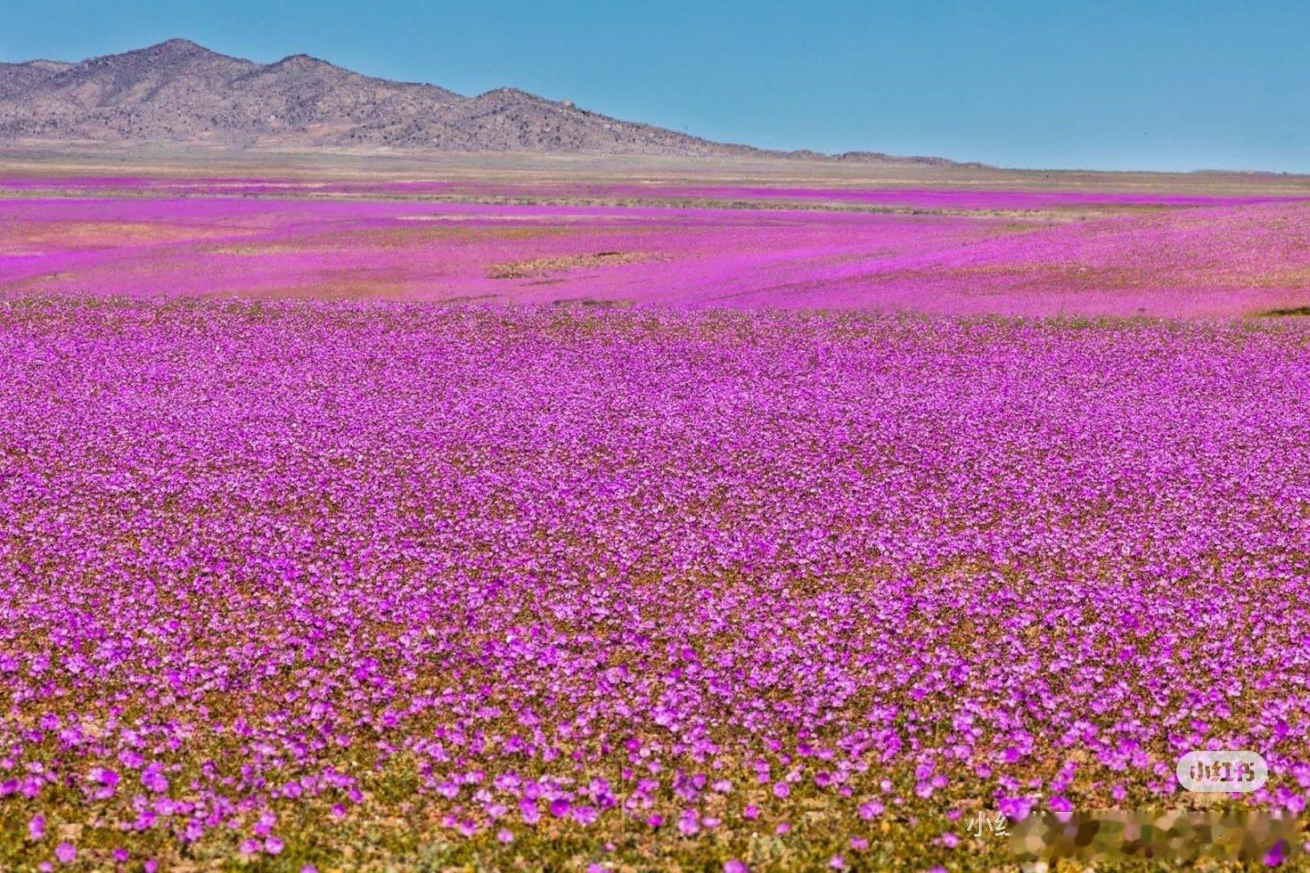 【读图】智利🇨🇱阿塔卡马沙漠，地球上最干燥的地方。异常强烈的厄尔尼诺降雨，出现了罕见的“沙漠花海”。 ​