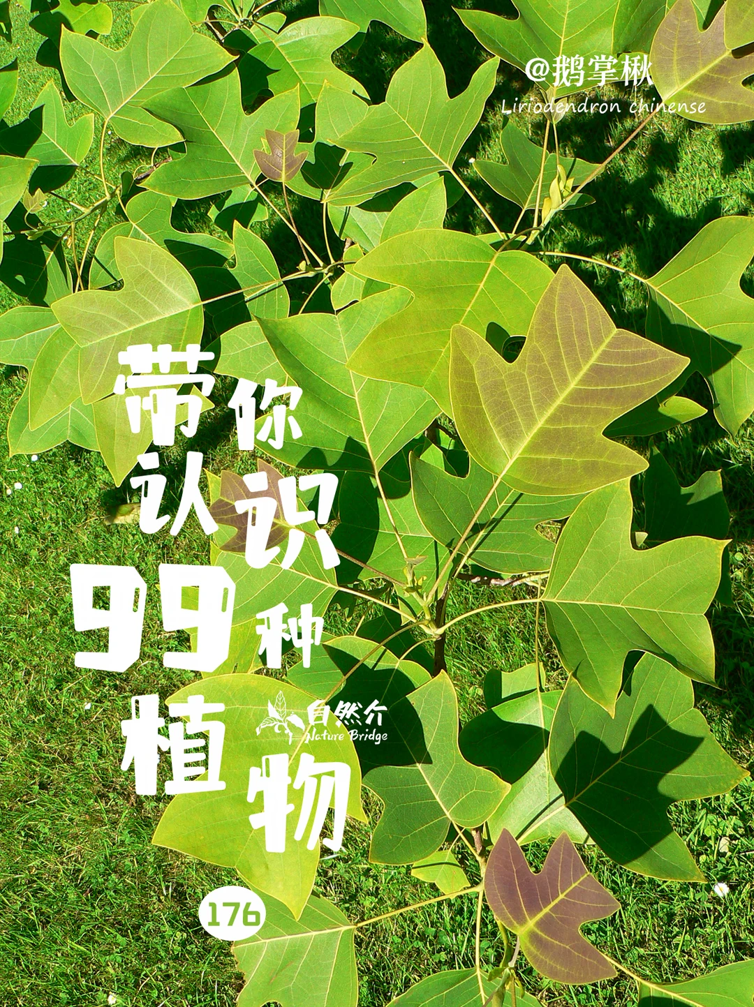 带你认识99种植物–鹅掌揪