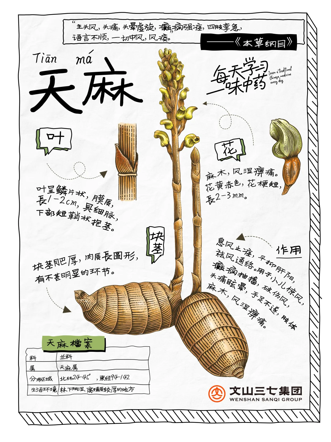 👉🏻每天学习一味中药——天麻