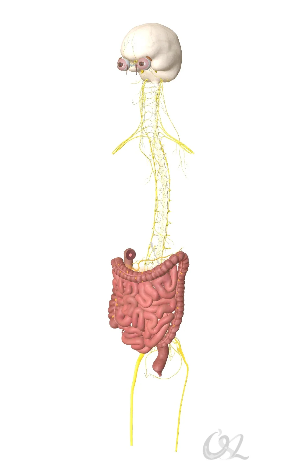 近日给几人做功能医学评估时，发现有一半的人存在霉菌感染，因此我想讲一个常见的霉菌