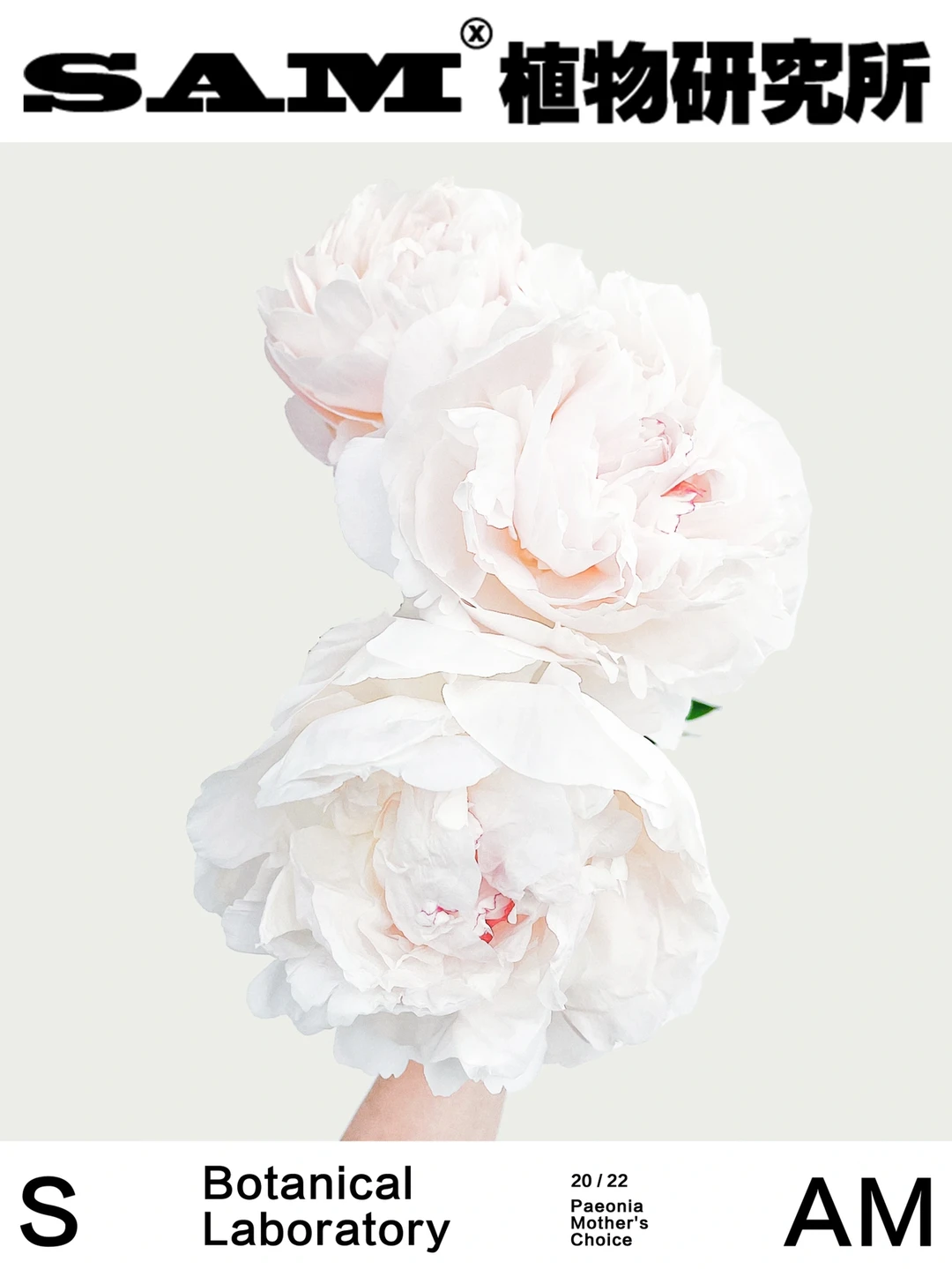 母亲的选择｜Paeonia Mother's Choice