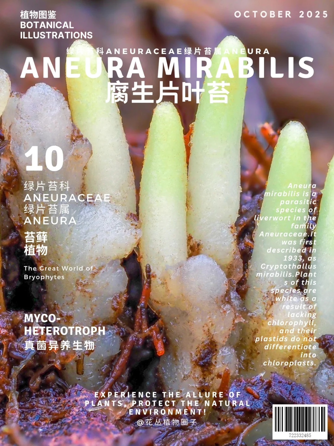 腐生片叶苔Aneura mirabilis