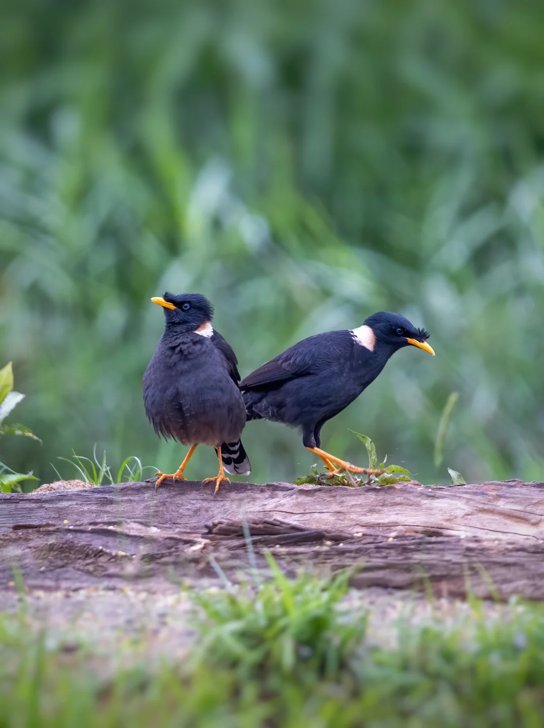 白领八哥像黑道大哥