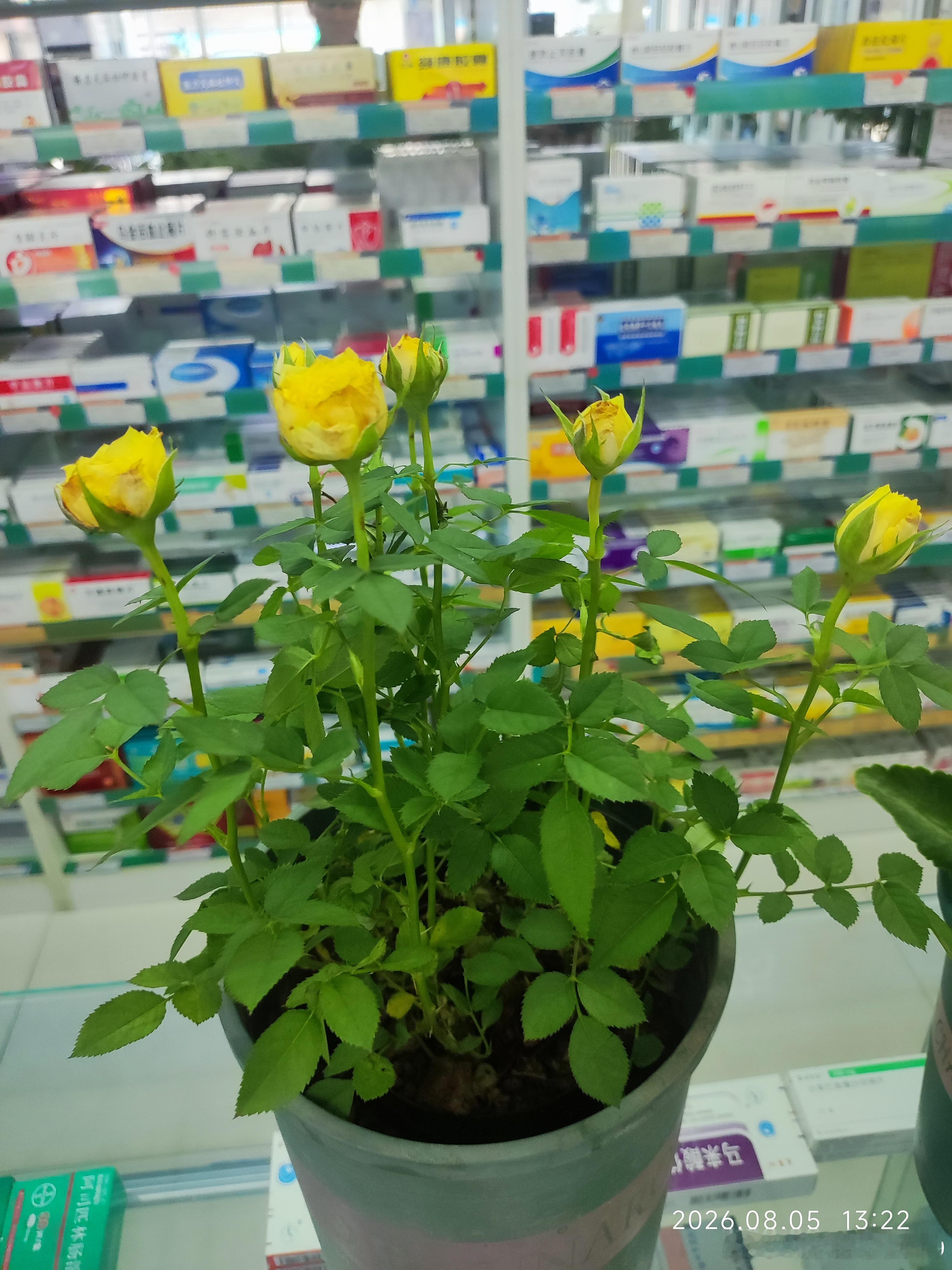 白 露 · 二 十 四 节 气

白露窗前，草木知秋

—— 办公桌上的花果，与它们无声的陪伴

白露的风，悄悄漫过窗沿，掠过办公桌一隅的盆盆花草。暑气慢慢敛去，昼夜的温差揉进每一片叶片的纹路里，这些静静伫立的花果，陪着我熬过无数忙碌的工作日，在季节流转之间，悄悄诉说着生活的温柔。

我常常在工 ​
