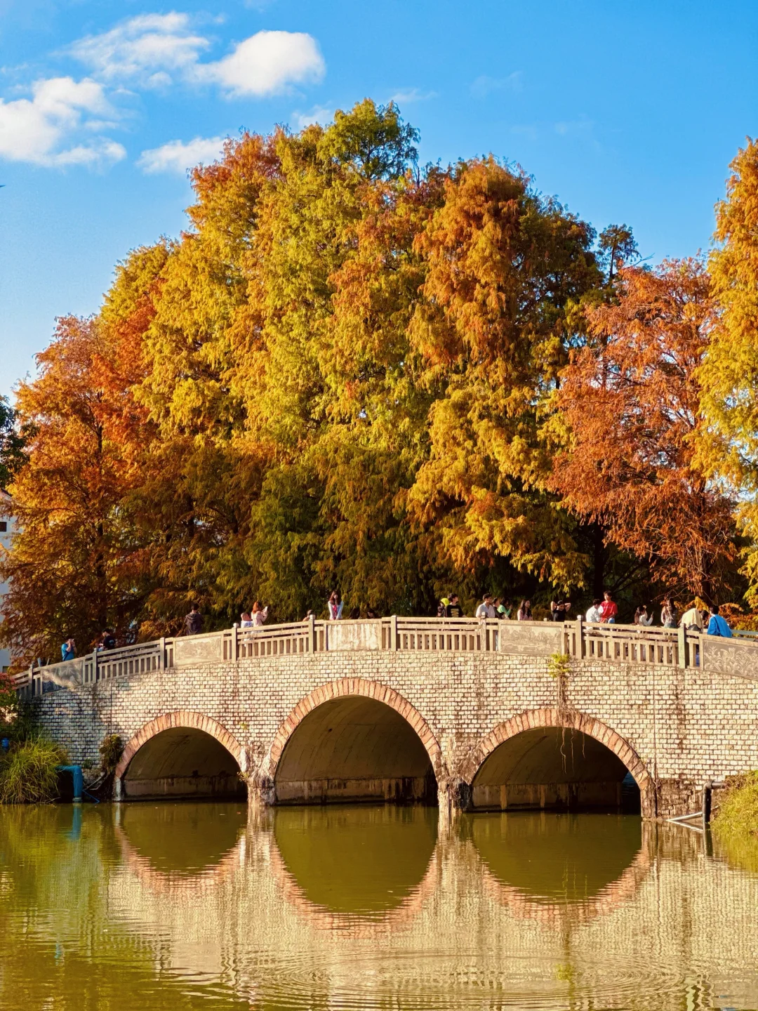 实况Live～广州的落羽杉🌲暖阳下美得像油画