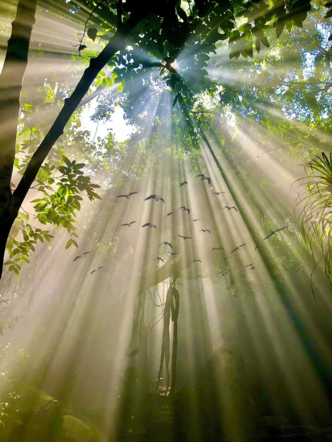 人生建议：来海南，探寻一次雨林的秘密再离开