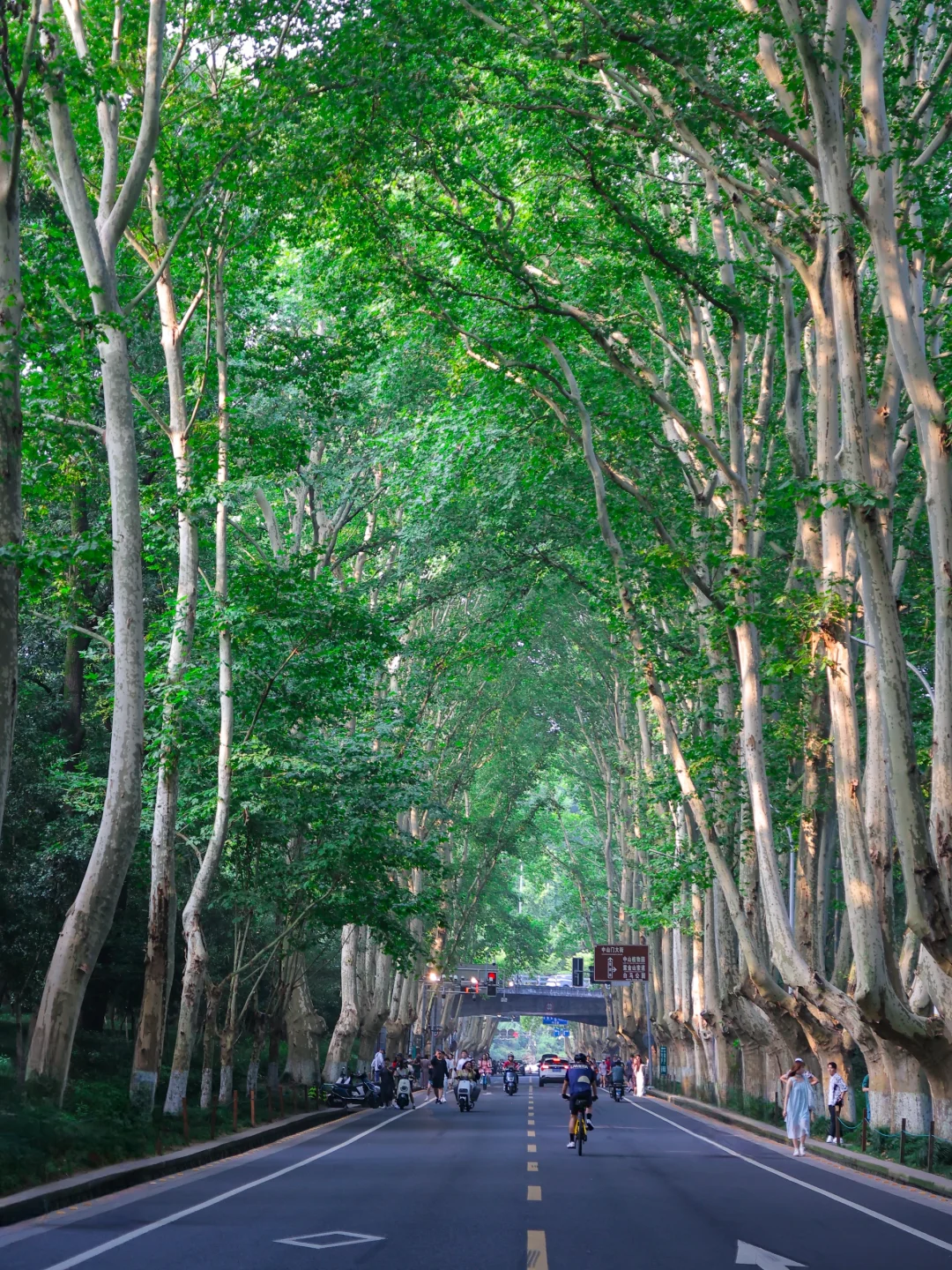 梧桐大道➕音乐台懒人攻略2.0！好玩不费腿