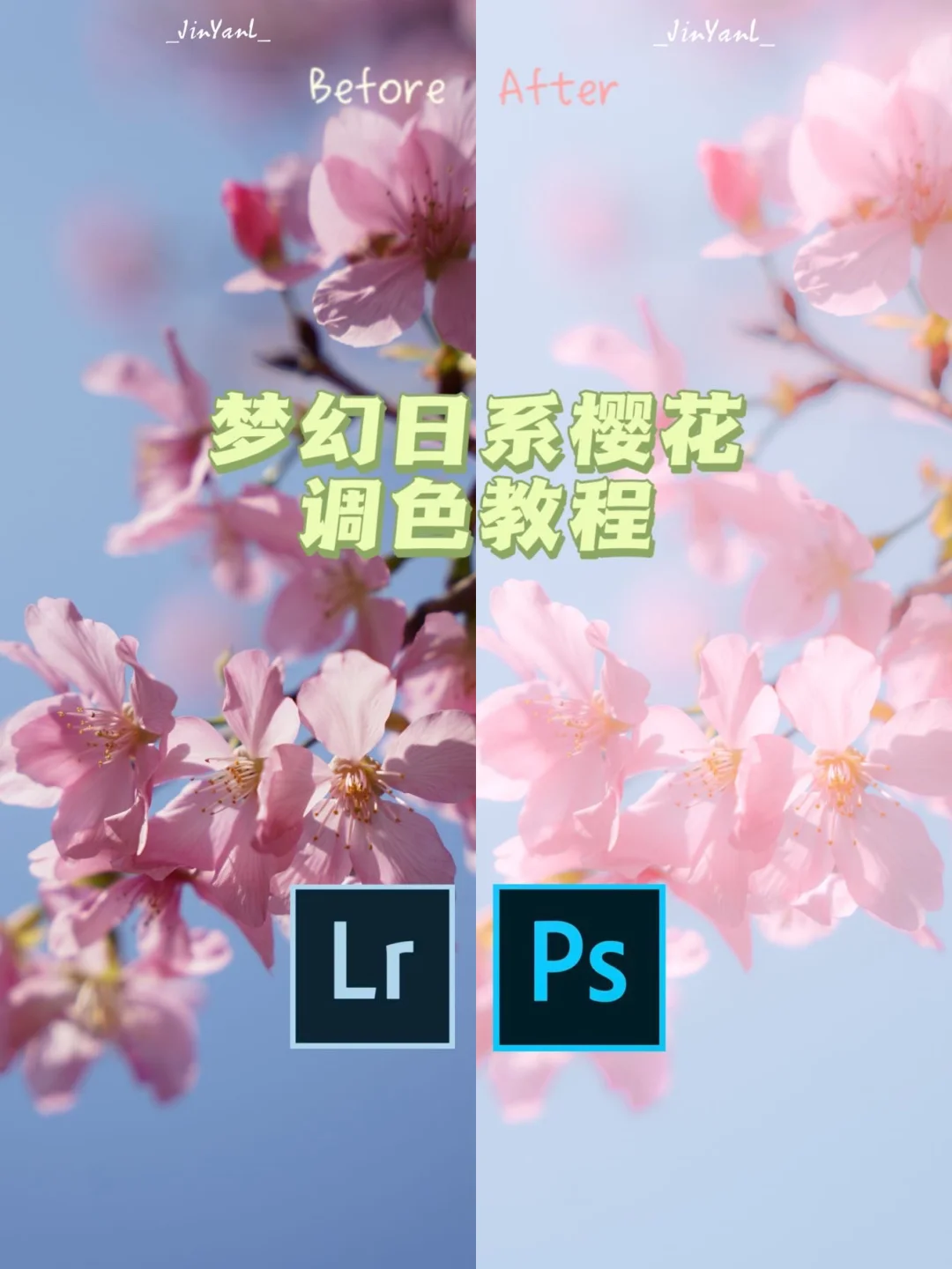 厦门樱花谷花期播报｜附清新日系调色教程🌸