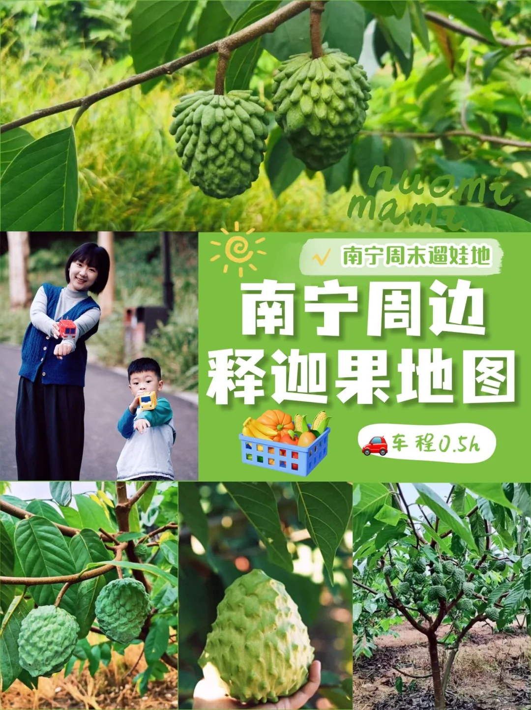 冬日小确幸🍈南宁周边解锁释迦果采摘新体验