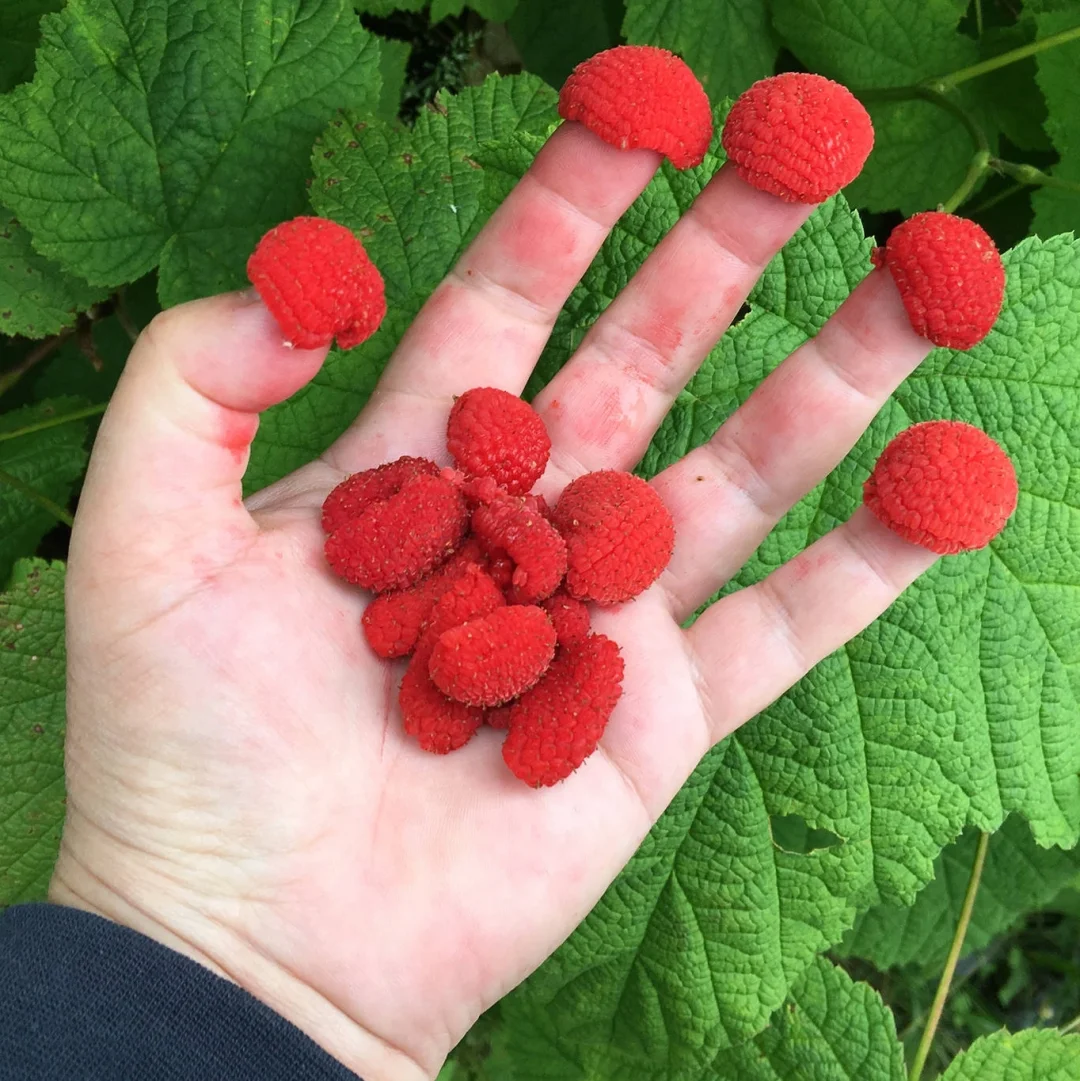 美味顶针莓 Thimbleberry