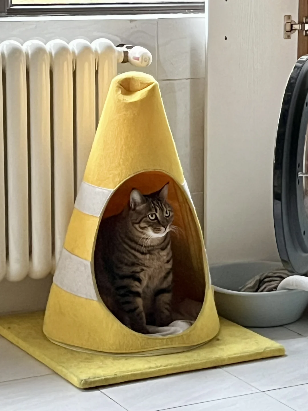 笑s  发实况证明我的猫不是个摆件