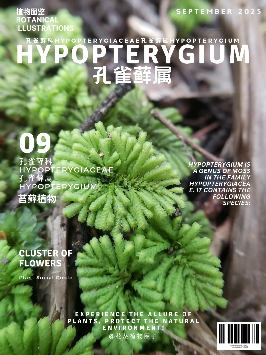 孔雀藓属Hypopterygium部分物种图鉴