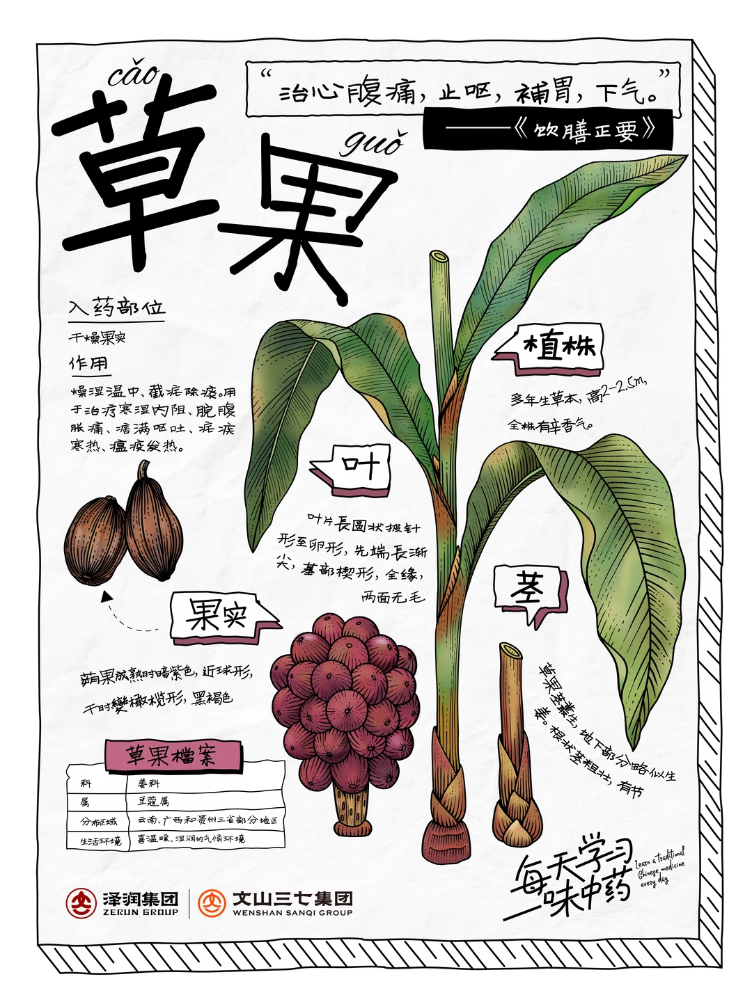 👉🏻每天学习一味中药材|草果