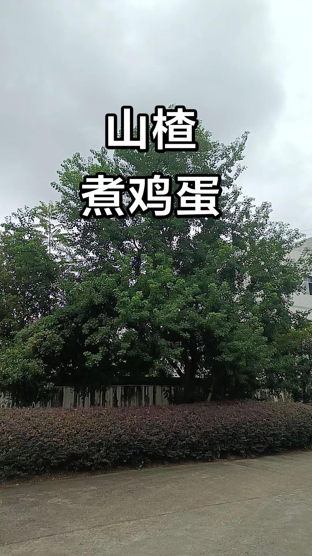 马刺还是太年轻了，关键失误&amp;绝杀不中，马刺主场再负尼克斯