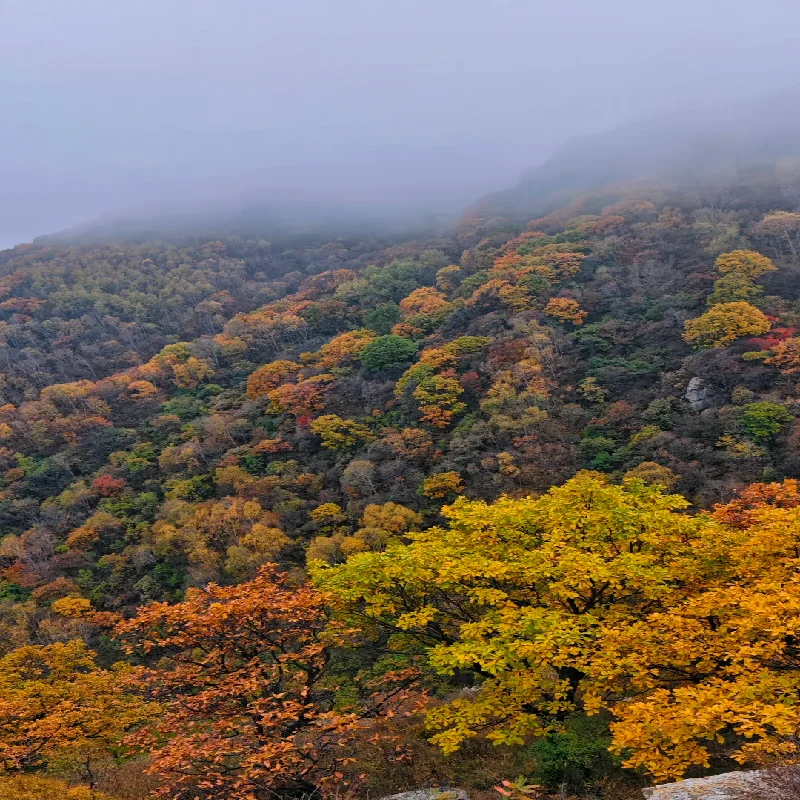 🍂秋林铺10KM徒步赴一场秋日森林童话之约
