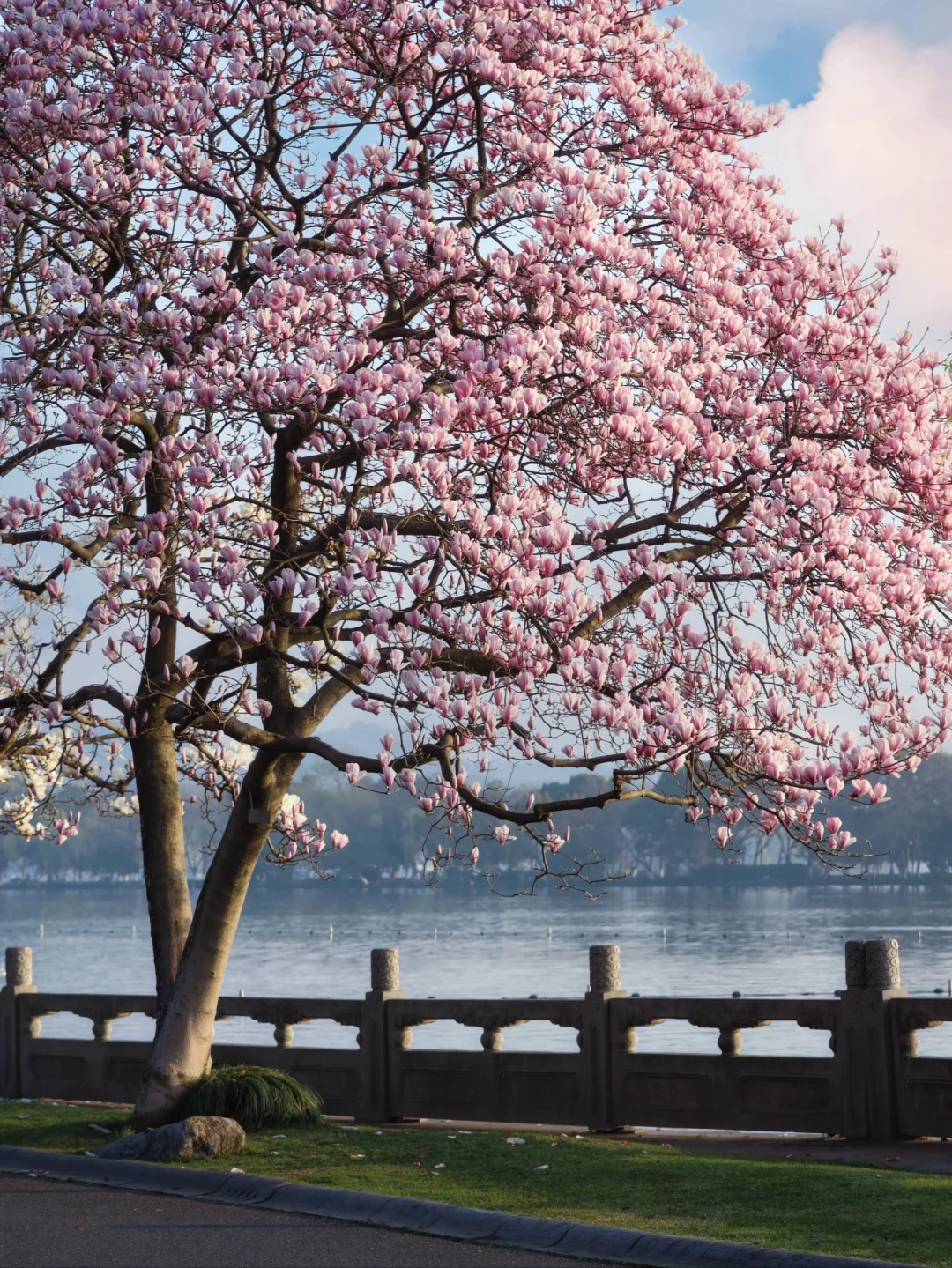 西湖玉兰王盛放倒计时3天！错过再等一年