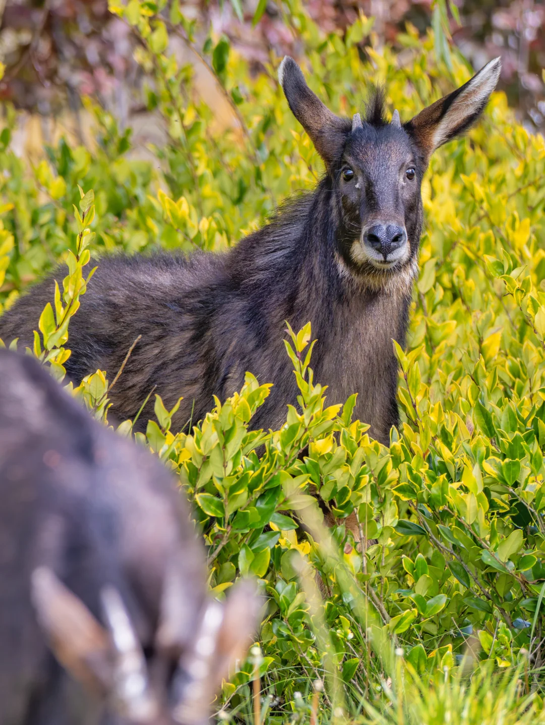 当看到喜马拉雅鬣羚走到你面前..