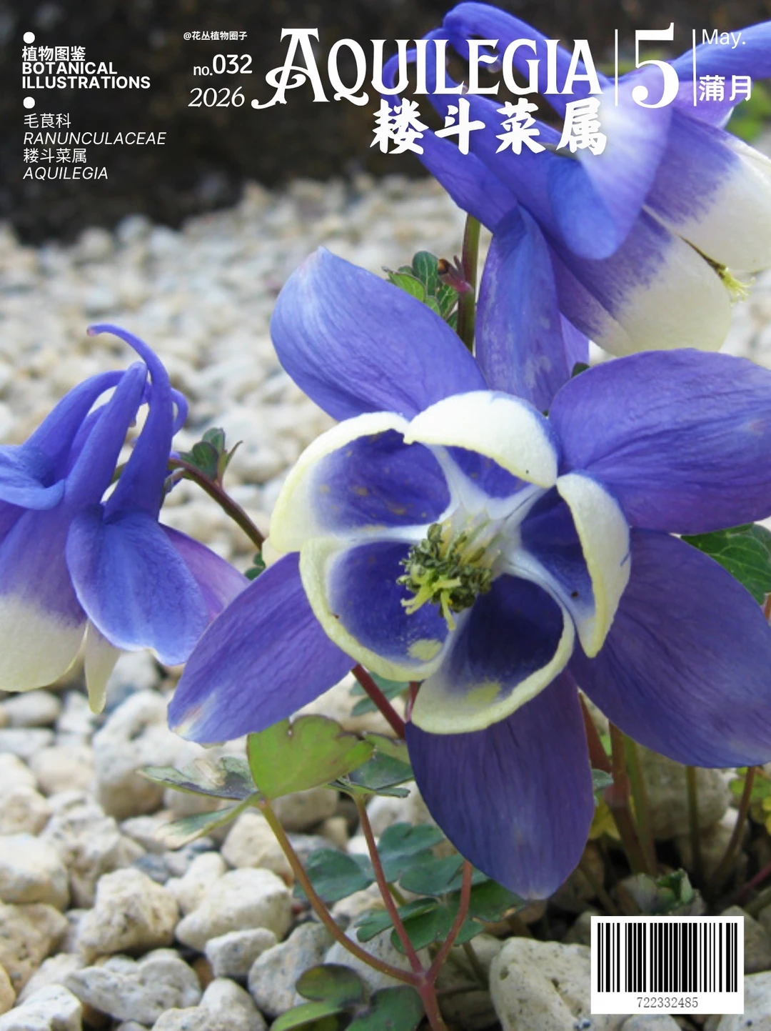 耧斗菜属Aquilegia上篇