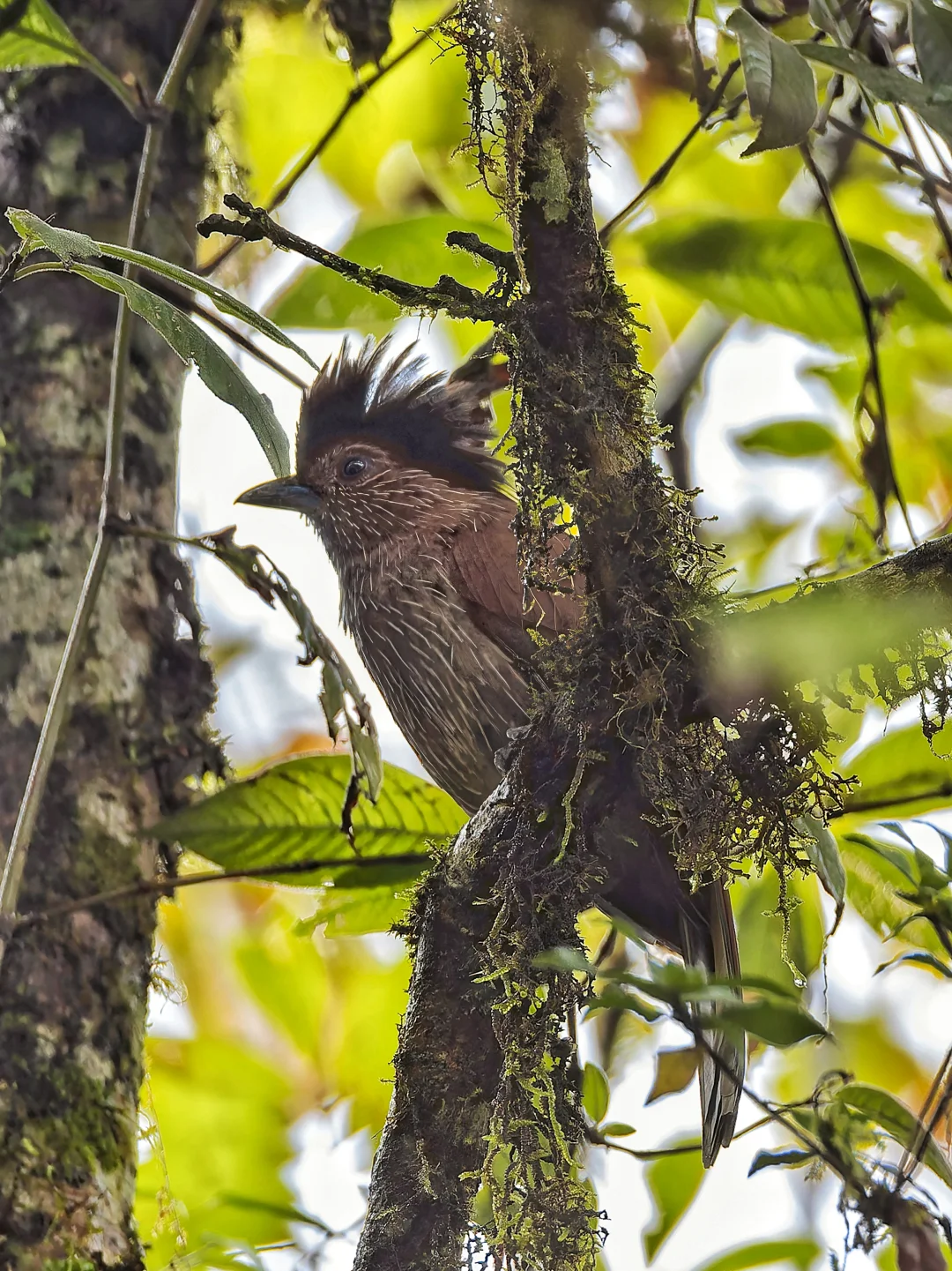 密林里面隐藏了一只大黑胖鸟：条纹噪鹛