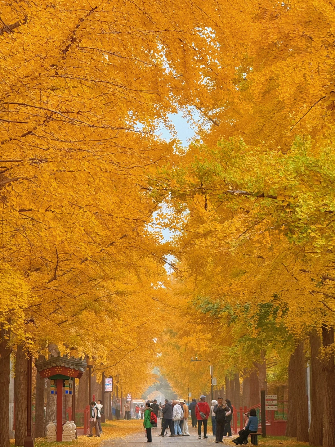 论北平之秋的杀伤力…