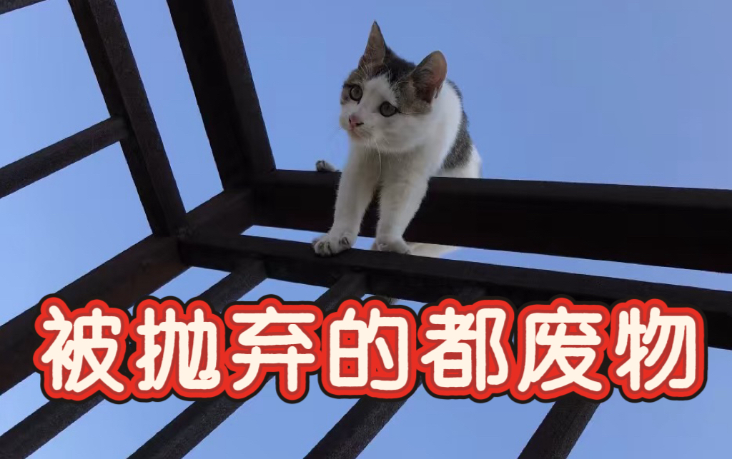 《被抛弃的都废物》

不管你承认与否，只要你被某人抛弃，你在他眼里都是没用的人。