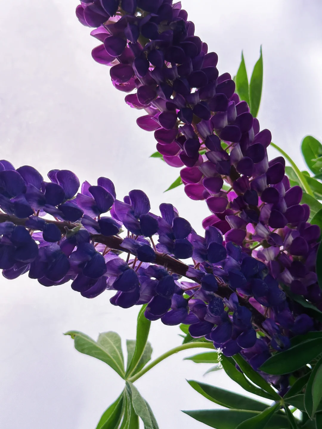 花材认识｜鲁冰花