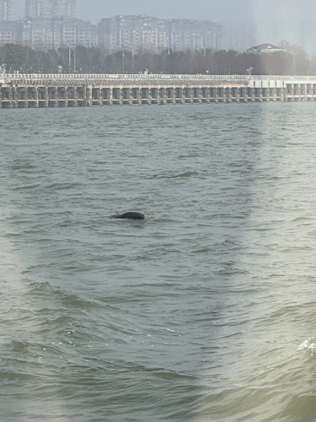 刚刚，我在南京看到江豚了