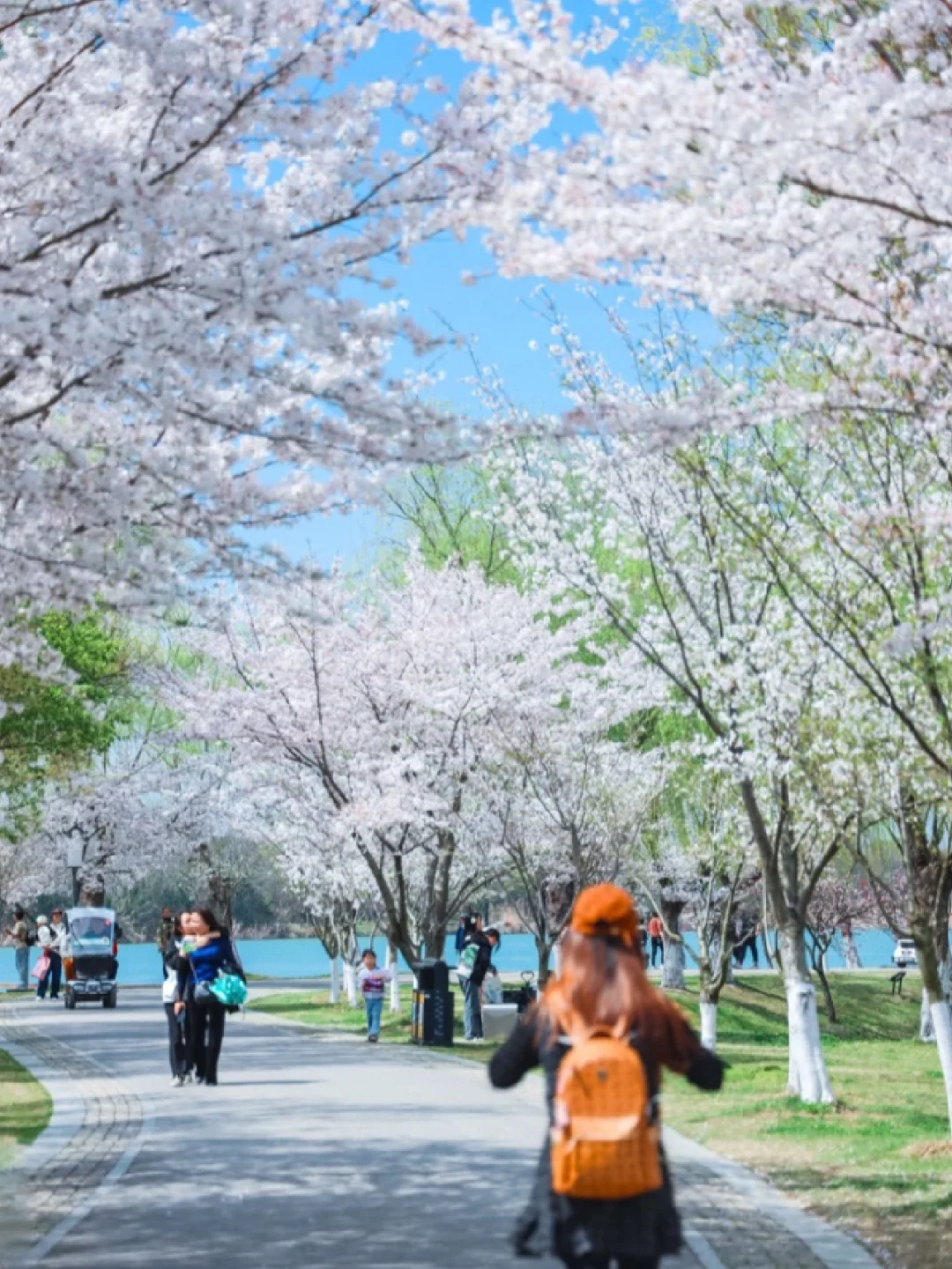 清明冲啊❗️四月的尚湖已经美到next level了