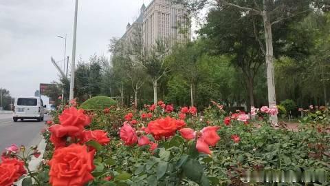 北京路月季花二次盛放，绵延成一条望不到头的彩色绸带