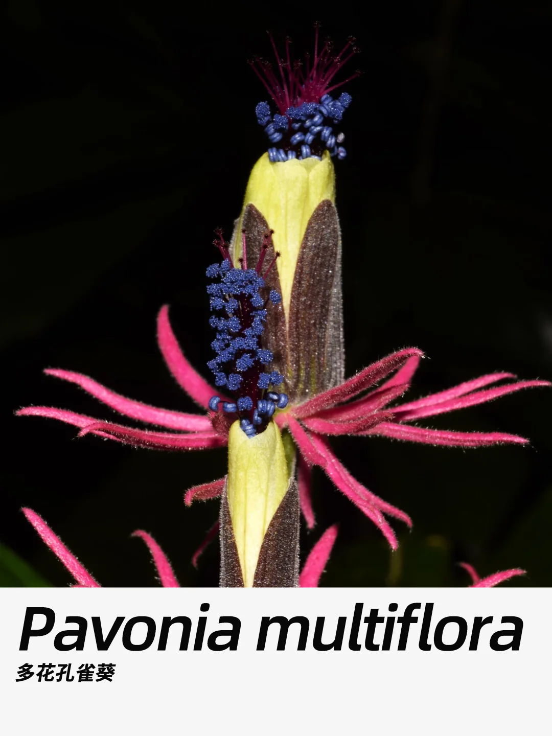 带你每天认识一种花材362｜多花孔雀葵