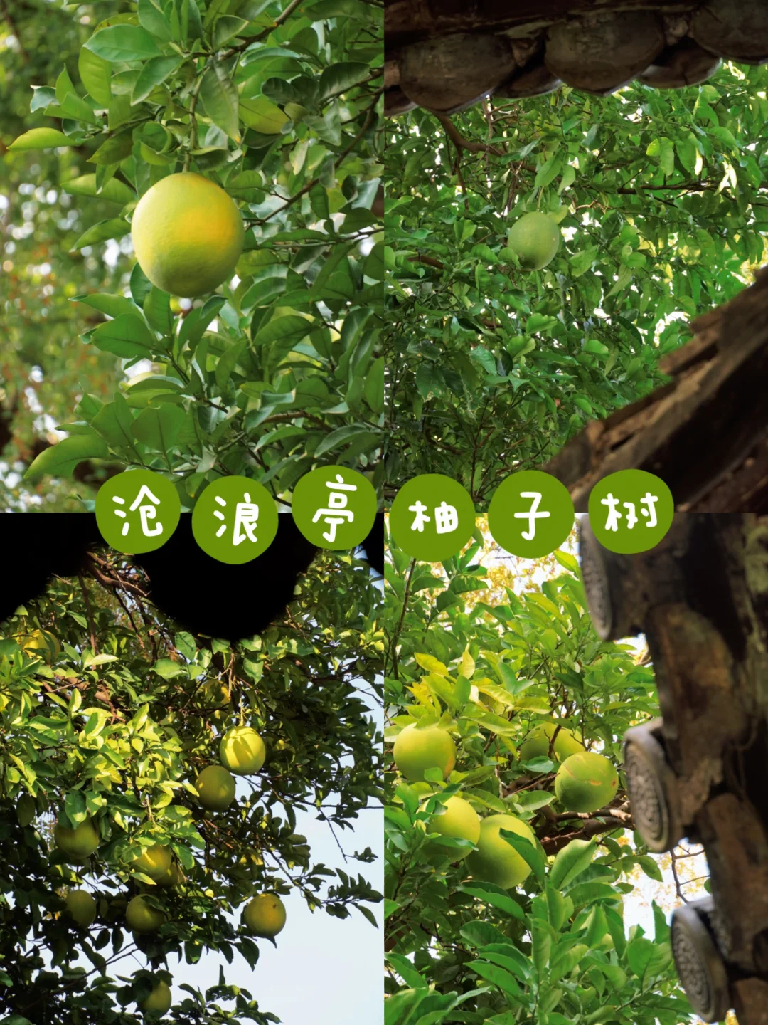 苏州秋日浪漫 | 园林垂橘柚，门巷落楸梧