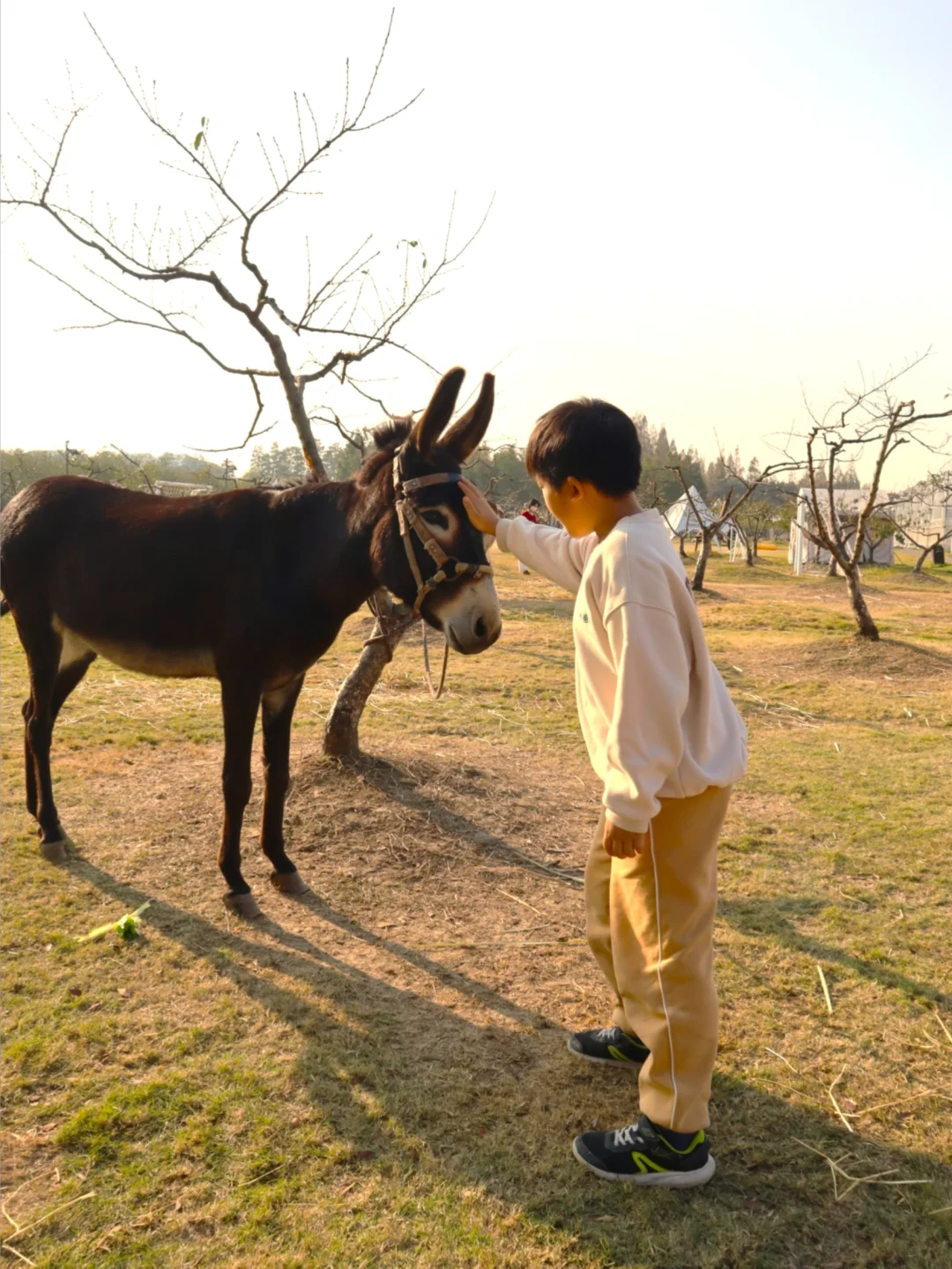 二刷乌镇乌村，2天1夜快乐从早到晚
