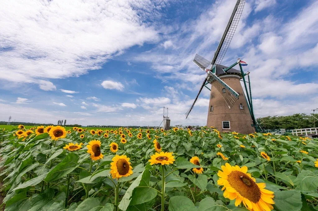 日本千叶县｜1万5千株向日葵照亮整个夏天