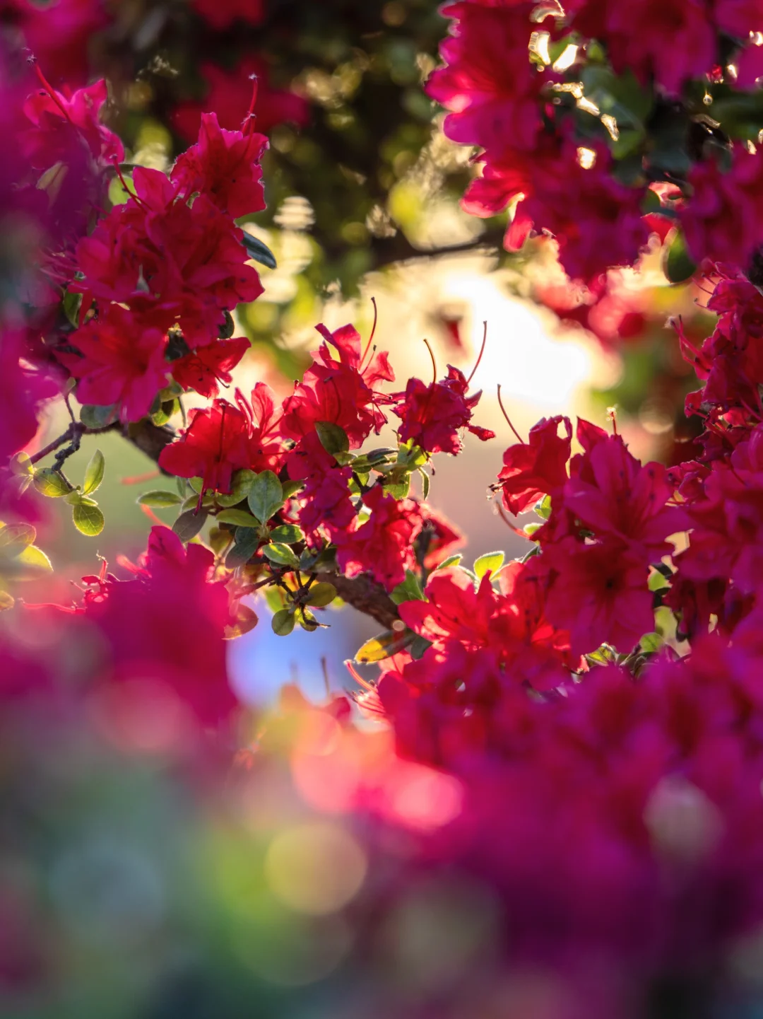 迪士尼后花园！马卡龙杜鹃&玫瑰秘境封神