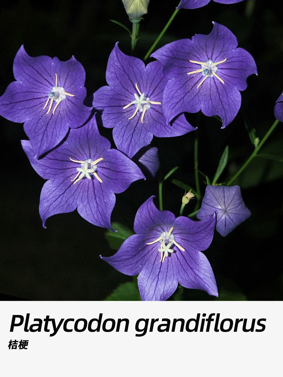 带你每天认识一种花材341｜桔梗